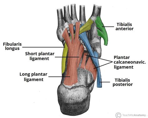 Foot (Anatomy): Bones, Ligaments, Muscles, Tendons, Arches .